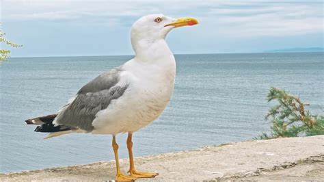 Seagull Walking By The Beach - Stock Video | Motion Array