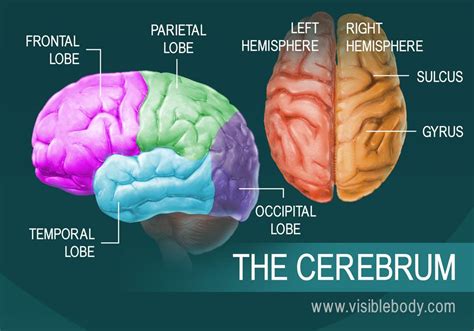 A diagram of the parts of the cerebrum | Brain anatomy, Human brain ...