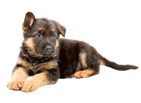 #1 | German Shepherd Puppies For Sale In California