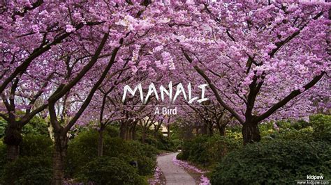 Manali Wallpapers - Wallpaper Cave