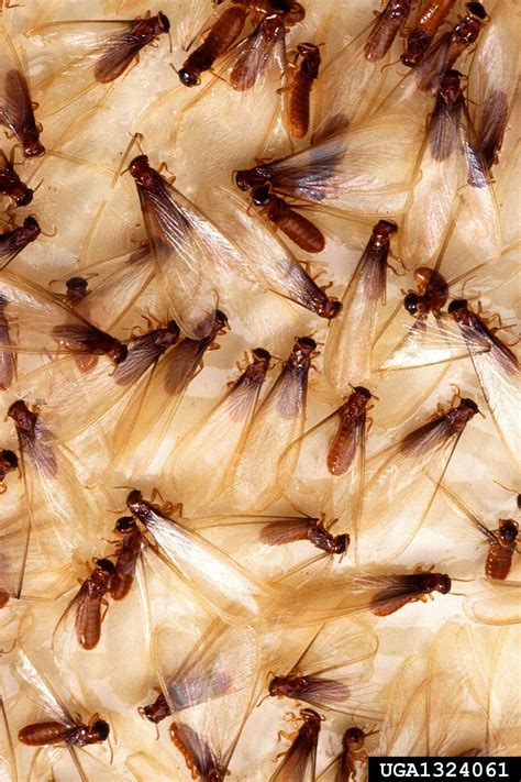 Center for Invasive Species and Ecosystem Health: Invasive Asian and Formosan termites team-up ...