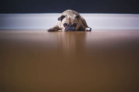 adult fawn pug, laying, brown, wooden, surface, fawn, pug, dog, floor, pet | Pxfuel