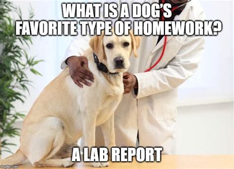 Lab Meme | Labrador retriever funny, Dog puns, Dog lover quotes