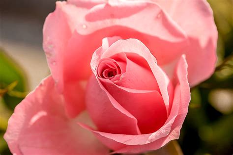 Wallpaper ID: 240169 / flower pink rose pink and rose hd 4k wallpaper free download
