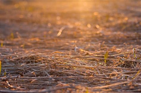 Premium Photo | Dry grass in the field. dry hay. grass in the field