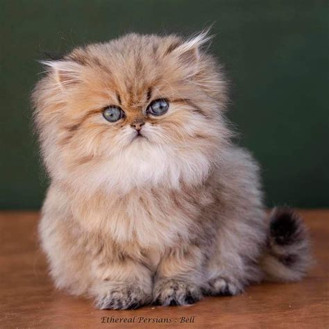 Super Fluffy Persian kitten | Persian kittens, Fluffy cat, Cute baby cats