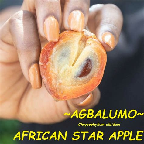 Polynesian Produce Stand : ~AGBALUMO~ AFRICAN STAR APPLE Chrysophyllum albidum FRUIT TREE small ...