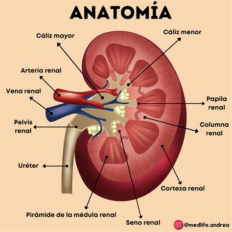 M E D L I F E on Instagram: "EL RIÑÓN 💊🦠🧬💉 Comparte esta publicación con tus amigos ️ y estudia ...