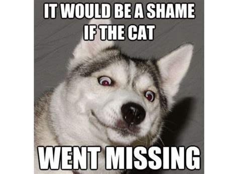 Top 10 Funny and Cute Husky Memes For A Big Laugh!