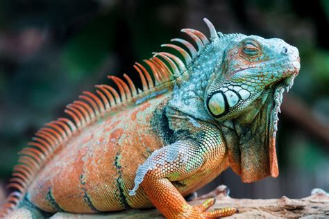 Iguana Wallpapers - Top Free Iguana Backgrounds - WallpaperAccess