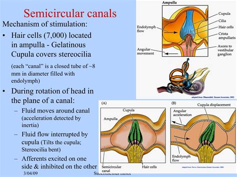 PPT - Vestibular system PowerPoint Presentation, free download - ID:2408029