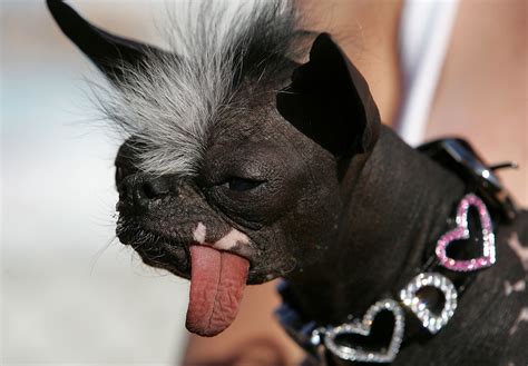 15 Photos Of The Most Adorable "Ugly" Dogs