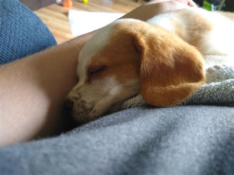 My lemon little beagle is having a hard time with the deworming medication. : r/beagle