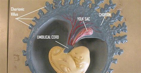 PSC: Anatomy and Physiology 2: Labeled Embryonic Development Models