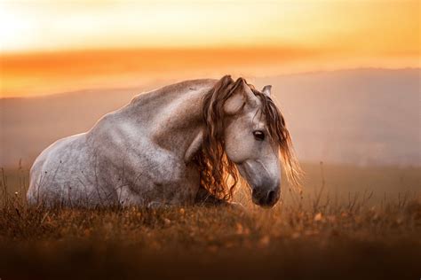 Horse HD Photography Wallpaper, HD Animals 4K Wallpapers, Images and Background - Wallpapers Den