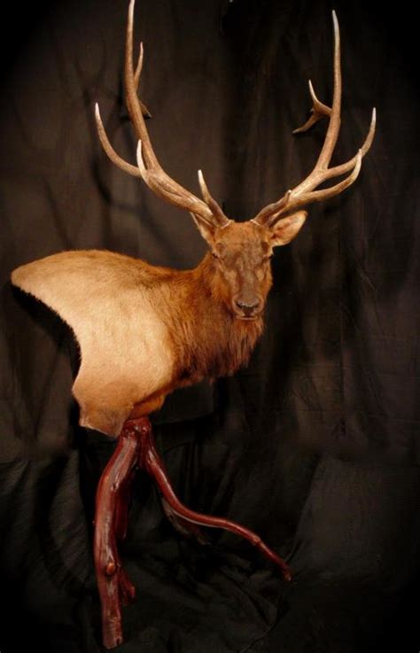 Elk Pedestal, Common Reedbuck, and a Wall Ped Bear with Habitat - Wild Heritage Taxidermy ...