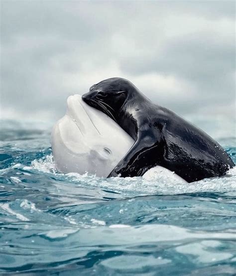 whale pictures and jokes / funny pictures & best jokes: comics, images, video, humor, gif ...