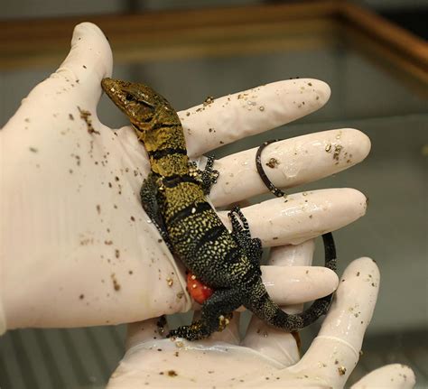 Three rare Gray's monitor lizards hatch at Los Angeles Zoo | Zooborns | Earth Touch News