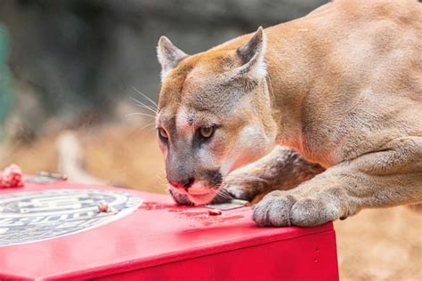 Shasta Vi took the time-honored tradition of guarding the school rings ...