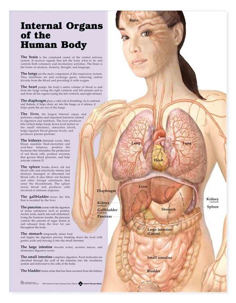 Female Human Organs Diagram | MedicineBTG.com