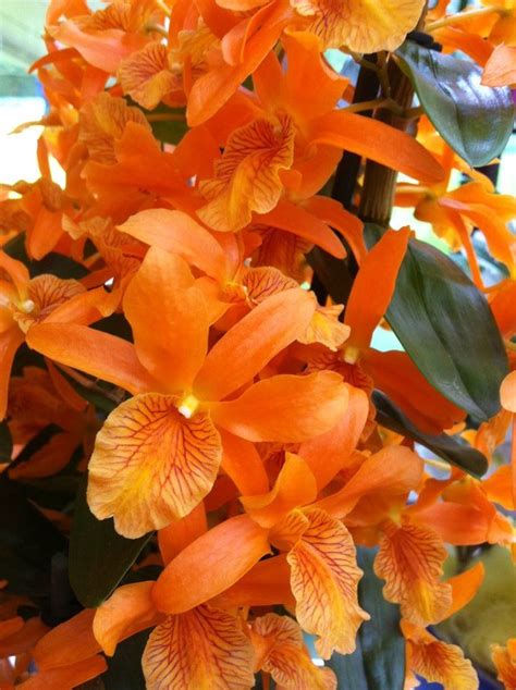 ooh...orange orchid hybrid :) Types Of Flowers, Flowers And Leaves, Beautiful Flowers, Orange ...