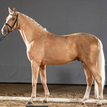 Quatero, Palomino Westphalian Gelding, Top Quality Palomino Warmblood ...