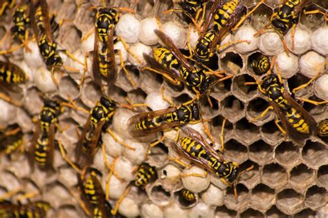 Difference Between Yellow Jacket Nest And Paper Wasp Nest - What's That Bug?