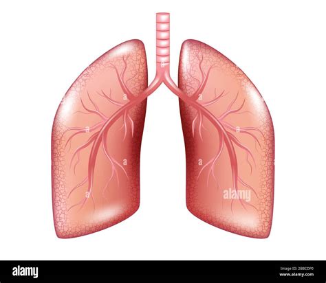 Human Lungs Diagram For Kids