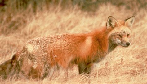 Sierra Nevada red fox