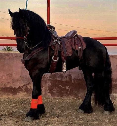 Pin de Leonardo Flórez en Caballos Pura Sangre en 2022 | Caballos de carreras, Caballo frisón ...