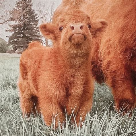 cutest highland calf, i need one of these in my life! photo via ...