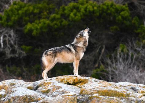 Remembering TAKAYA: The lone wolf and the wild within - Awake In ...