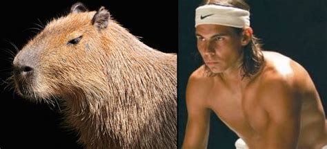 Staring capybara