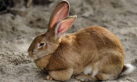 Flemish Giant Rabbit: Temperament, Diet, and Care Guide