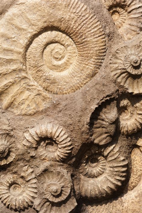 Shell Fossils Free Stock Photo - Public Domain Pictures