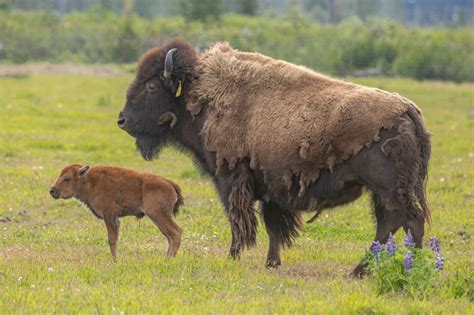 Wood Bison Update - Alaska Wildlife Conservation Center