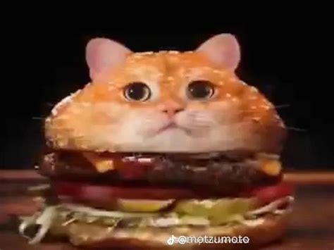 cat burger | Gatitos adorables, Fotografías divertidas de animales ...