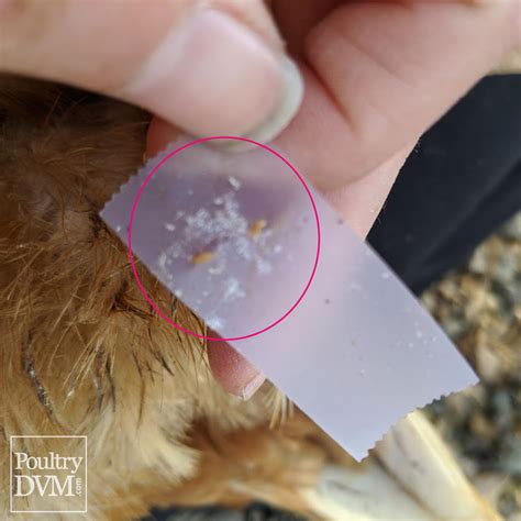 Lice infestation in Chickens