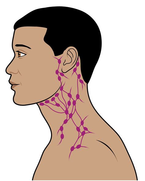 Lymph Nodes In Head Diagram