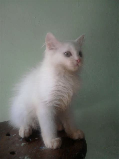 Jual Anak Kucing Anggora