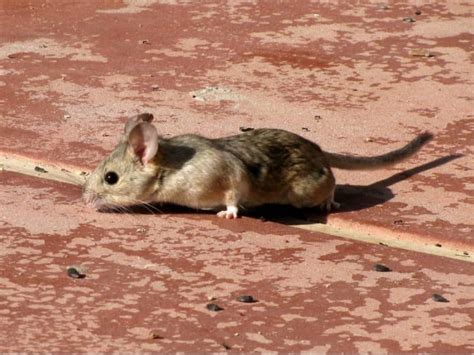 Pack rat nests offer first look at ancient insect DNA - ScienceBlog.com
