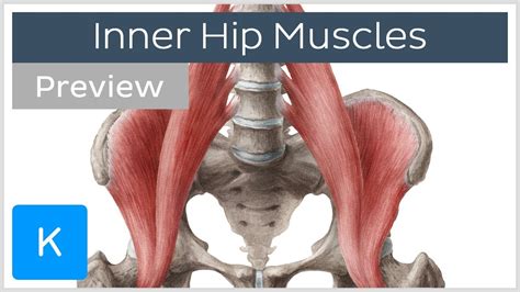 Hip Muscular Anatomy