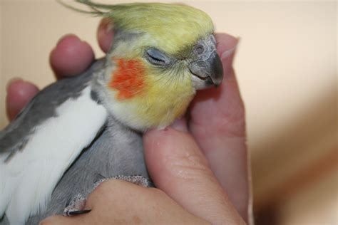 Cockatiel - A Beautiful Pet - Cockatiels As Pets