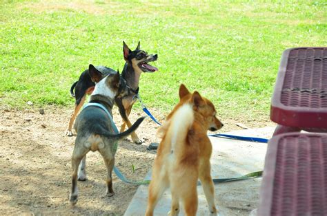 taro and two small dogs at the dog park | find more of taro … | Flickr