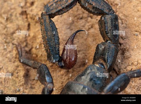 scorpion black poison venom dangerous stinging Stock Photo - Alamy