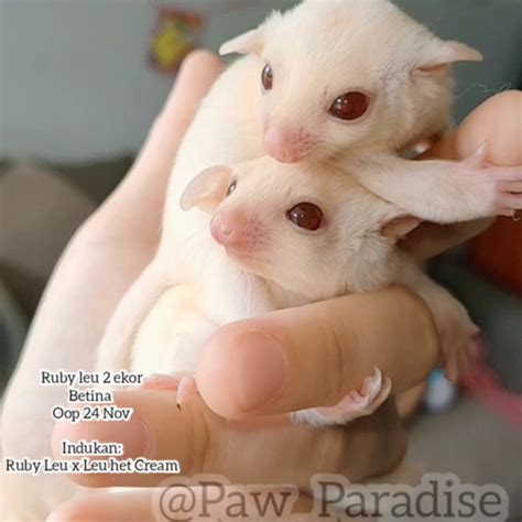 Jual Ruby leu joey betina female leucistic creamino plat sugar glider sg - Kab. Tangerang - Paw ...