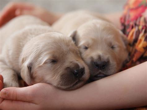 Perfect tiny faces of newborn AKC Golden Retriever puppies from ...