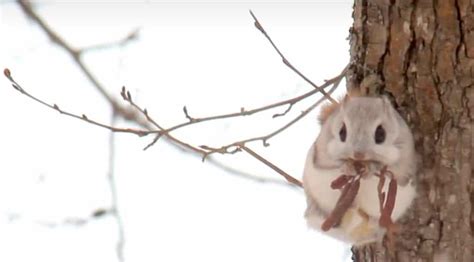 Japanese Dwarf Flying Squirrel Facts! - Squirrels at the Feeder