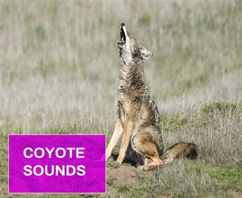 Coyote Sounds Effect Free MP3 Download | Mingo Sounds