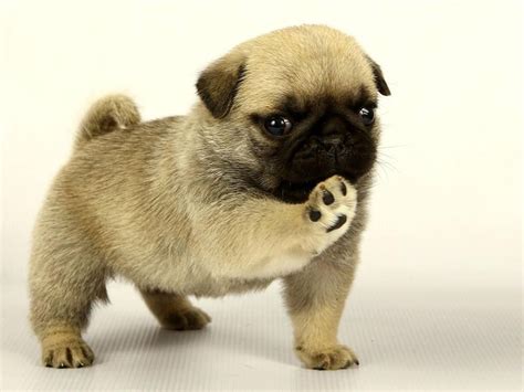 Pug Puppies Price at Clarissa Tuggle blog